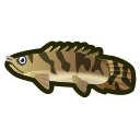 Saddled bichir