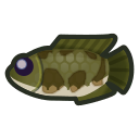 Giant snakehead