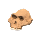 australopith