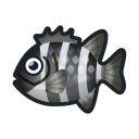 Barred knifejaw